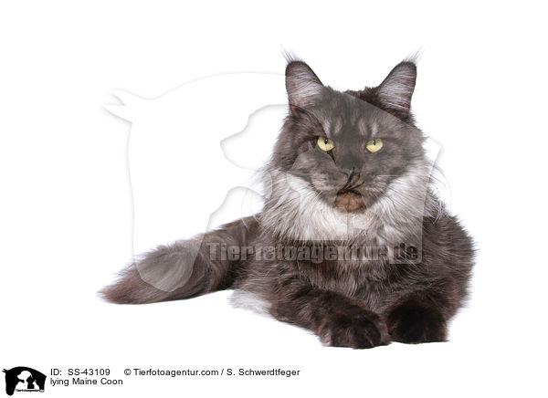 lying Maine Coon / SS-43109