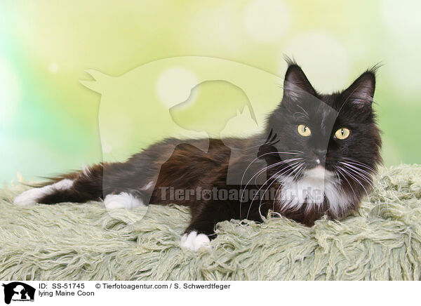 lying Maine Coon / SS-51745