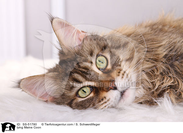 liegende Maine Coon / lying Maine Coon / SS-51780