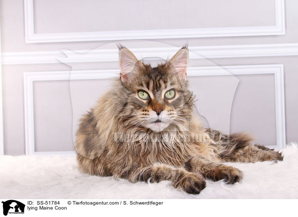liegende Maine Coon / lying Maine Coon / SS-51784