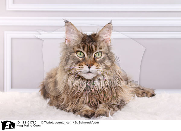 liegende Maine Coon / lying Maine Coon / SS-51785