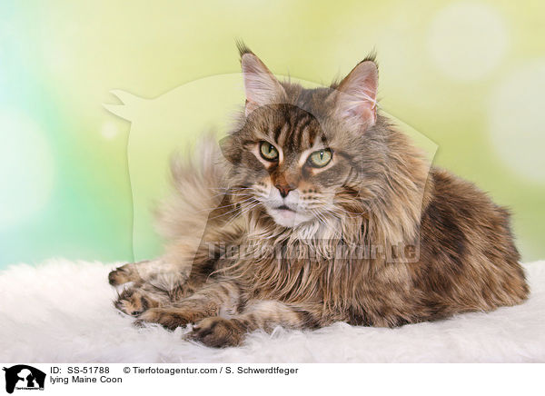 liegende Maine Coon / lying Maine Coon / SS-51788