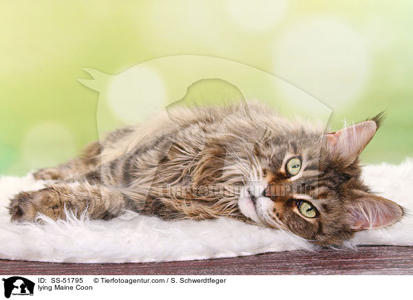 liegende Maine Coon / lying Maine Coon / SS-51795