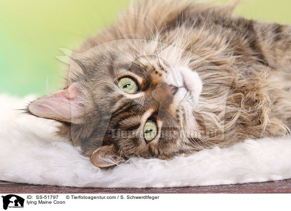 liegende Maine Coon / lying Maine Coon / SS-51797