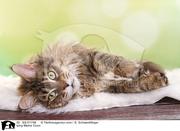 liegende Maine Coon / lying Maine Coon / SS-51798