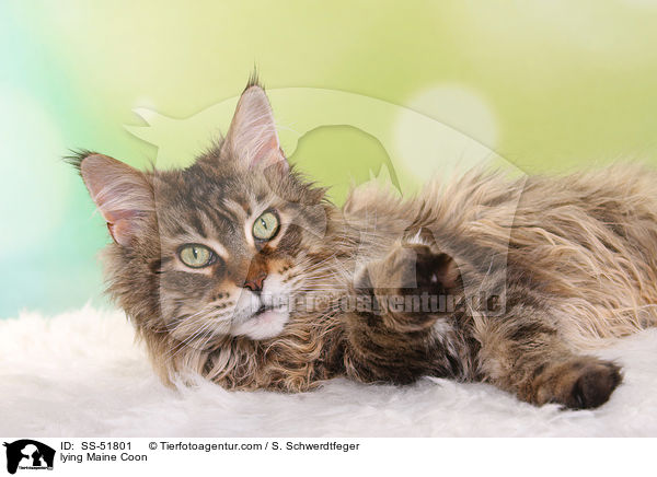 liegende Maine Coon / lying Maine Coon / SS-51801