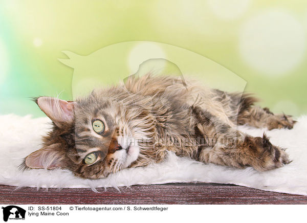 liegende Maine Coon / lying Maine Coon / SS-51804