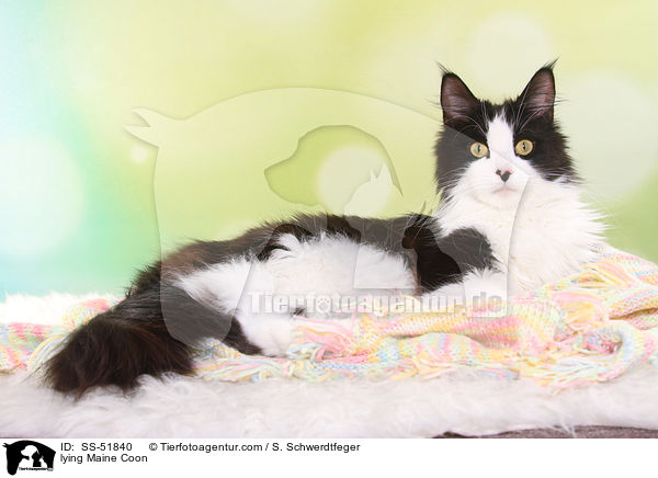 liegende Maine Coon / lying Maine Coon / SS-51840