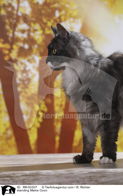 stehende Maine Coon / standing Maine Coon / RR-93307