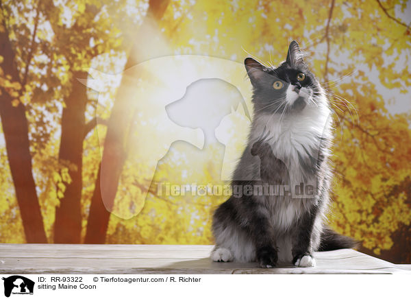 sitzende Maine Coon / sitting Maine Coon / RR-93322