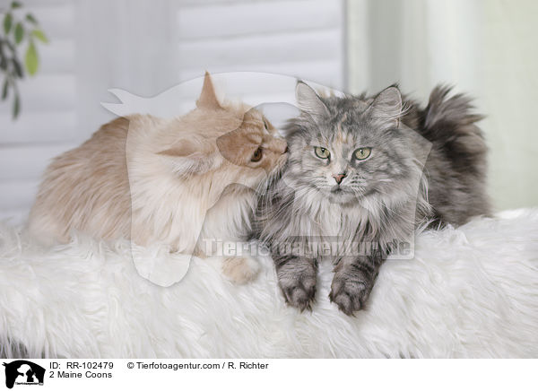 2 Maine Coons / 2 Maine Coons / RR-102479