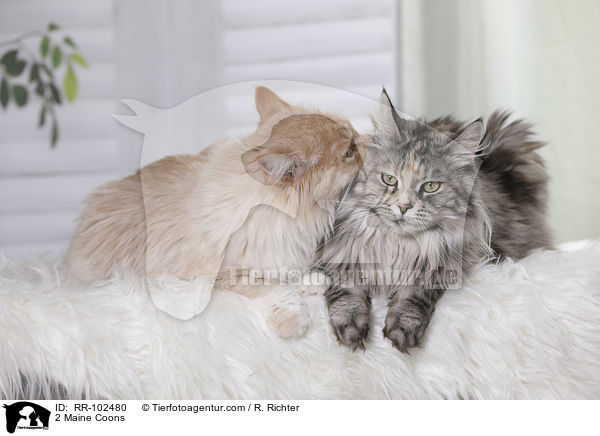 2 Maine Coons / 2 Maine Coons / RR-102480