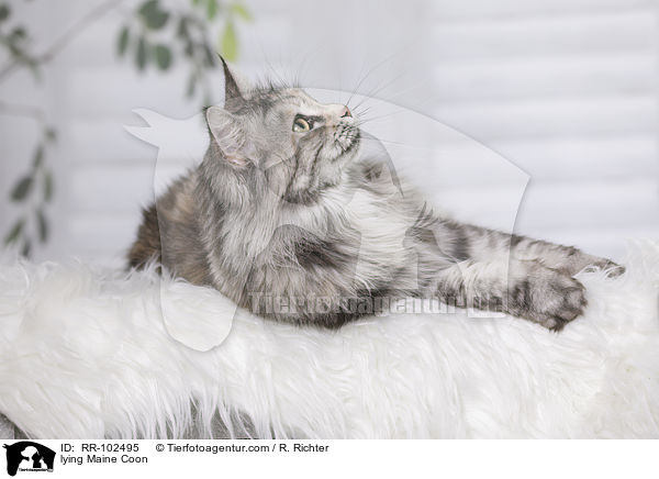 liegende Maine Coon / lying Maine Coon / RR-102495