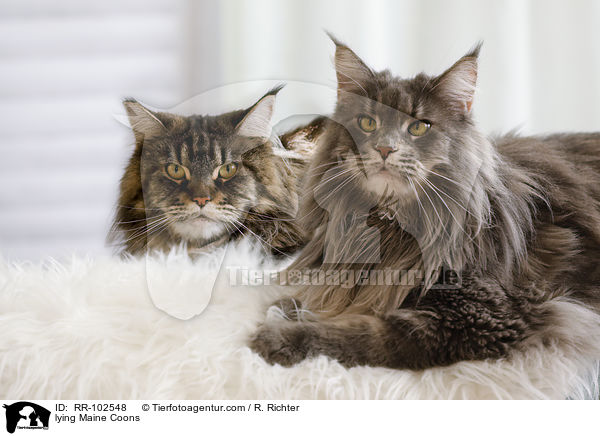 liegende Maine Coons / lying Maine Coons / RR-102548