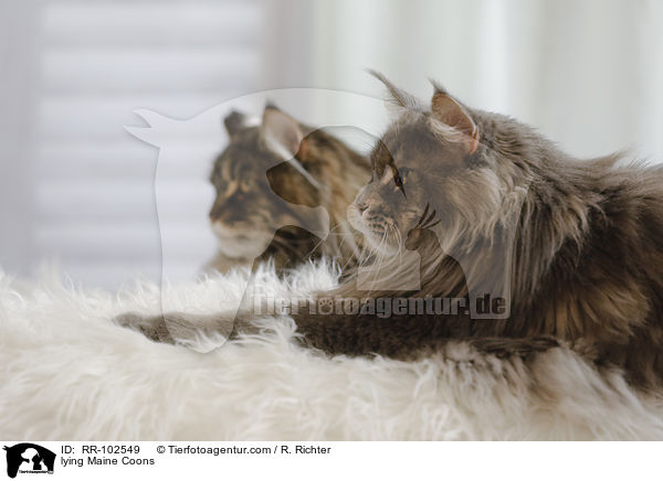 liegende Maine Coons / lying Maine Coons / RR-102549