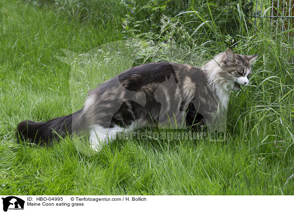 Maine Coon eating grass / HBO-04995