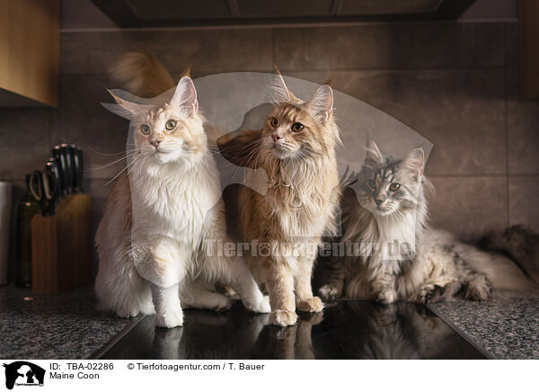 Maine Coon / Maine Coon / TBA-02286