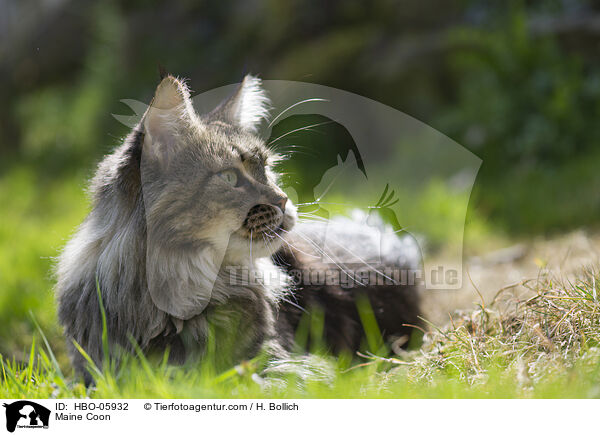 Maine Coon / HBO-05932