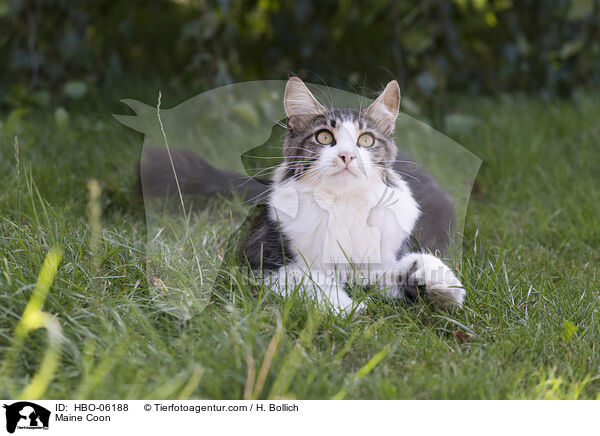 Maine Coon / HBO-06188