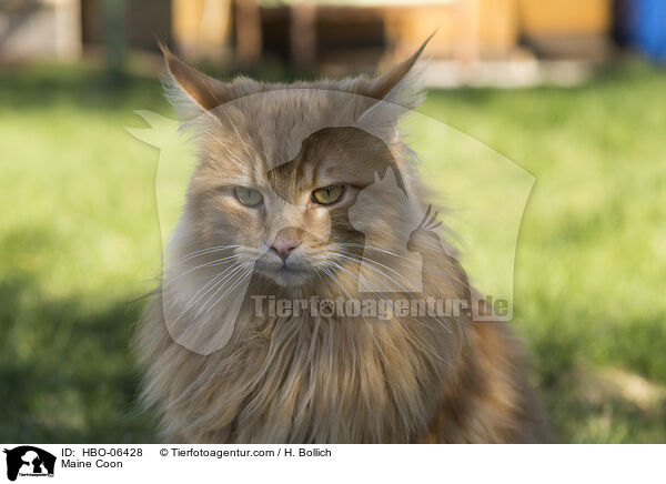 Maine Coon / HBO-06428