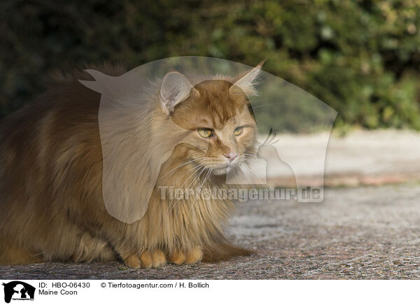 Maine Coon / Maine Coon / HBO-06430