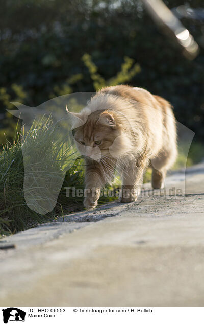 Maine Coon / Maine Coon / HBO-06553