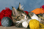 playing Maine Coon kitten