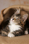 Maine Coon kitten