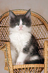 Maine Coon kitten