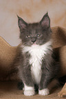 Maine Coon kitten