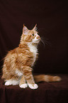 Maine Coon