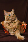 Maine Coon in basket