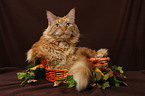 Maine Coon in basket