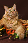 Maine Coon in basket