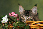 Maine Coon in basket