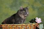 Maine Coon in basket