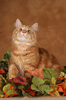 sitting Maine Coon