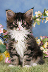 Maine Coon kitten