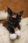 Maine Coon Kitten