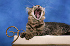 yawning Maine Coon