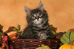 Maine Coon Kitten