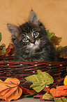 Maine Coon Kitten