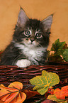 Maine Coon Kitten