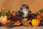 Maine Coon Kitten