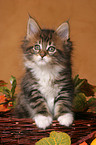 Maine Coon Kitten