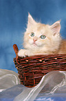 Maine Coon kitten in basket