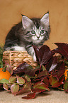 Maine Coon kitten on basket