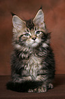 sitting Maine Coon kitten