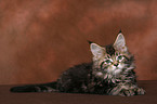 lying Maine Coon kitten