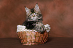 Maine Coon kitten in basket